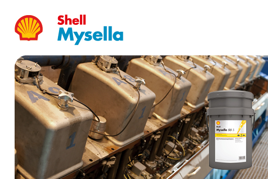 Shell Mysella Shell Mysella